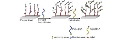 Covalent Immobilization Of Probe Dna On A Polymer Brush Download Scientific Diagram