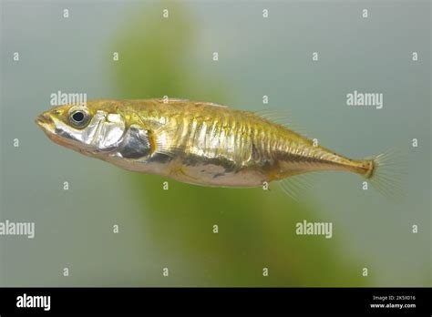 The female of three-spined stickleback fish Gasterosteus aculeatus in ...