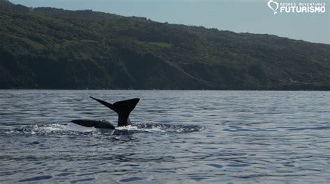 Whale watching tour in Lajes do Pico in Pico Island