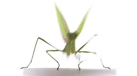 4K slow motion video of praying mantis j... | Stock Video | Pond5