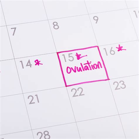 Ovulation Calculator Fertile Window By Naturopathy