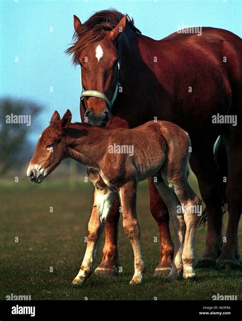 Suffolk punch horse hi-res stock photography and images - Alamy