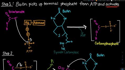 Pyruvate Carboxylase Enzyme Mechanism Biochemistry YouTube