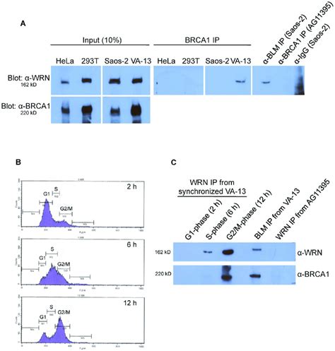 Wrn Immunoprecipitation From Telomerase Positive And Alt Cells A