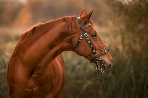 Download Animal Horse 4k Ultra HD Wallpaper