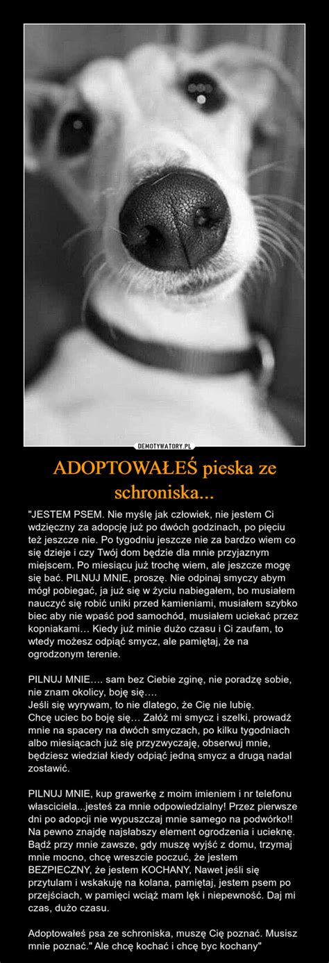 Adoptowa E Pieska Ze Schroniska Demotywatory Pl