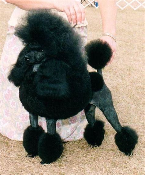 Miniature Poodle Pictures