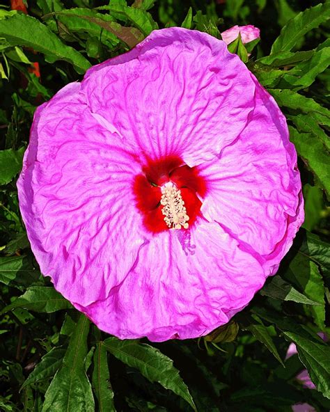 Hibiscus Party Favor Is Amazing With A Hot Pink 10 Flower On Strong