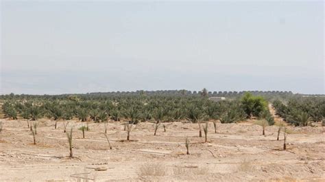 Palestinians In Jordan Valley ‘our Lands Are Already Annexed