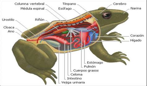 Sistema Digestivo Grupos De Vertebrados Peces Anfibios Reptiles