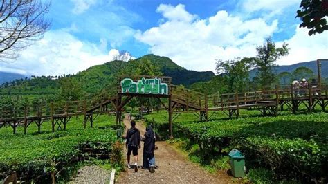 Libur Imlek Perkebunan Teh Tambi Patean Wonosobo Penuh Wisatawan