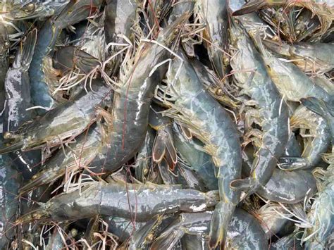 How To Start Shrimp Farming In Newzealand Key Rules Business Plan