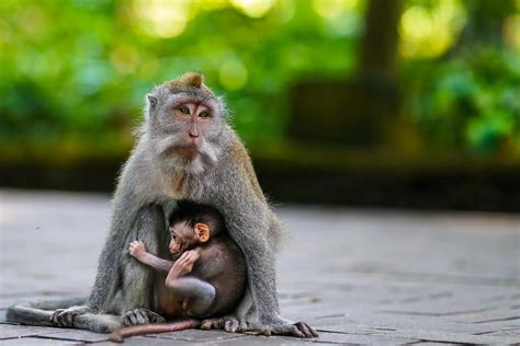 Sangeh Monkey Forest Traveler S Guide To A Primate Paradise Ubud