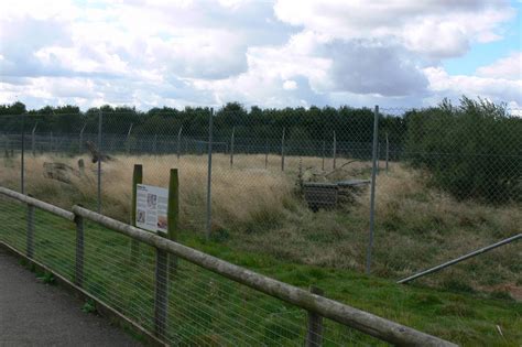 Corsac Fox Exhibit At Hamerton Zoo 230814 Zoochat