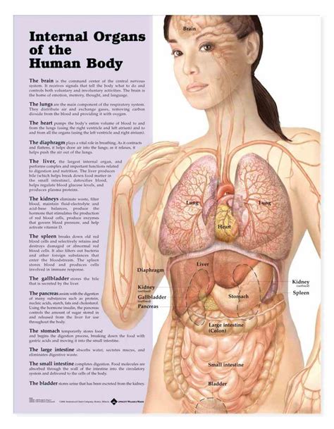 Human Anatomy Diagram Organs Female Back View