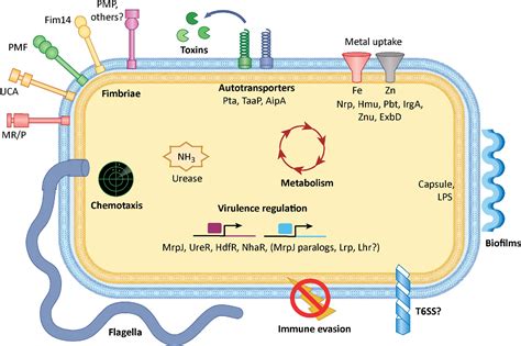 Pathogenesis Of Proteus Mirabilis Infection Semantic Scholar