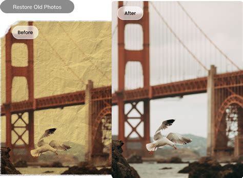 professional photo repair software  windows  mac