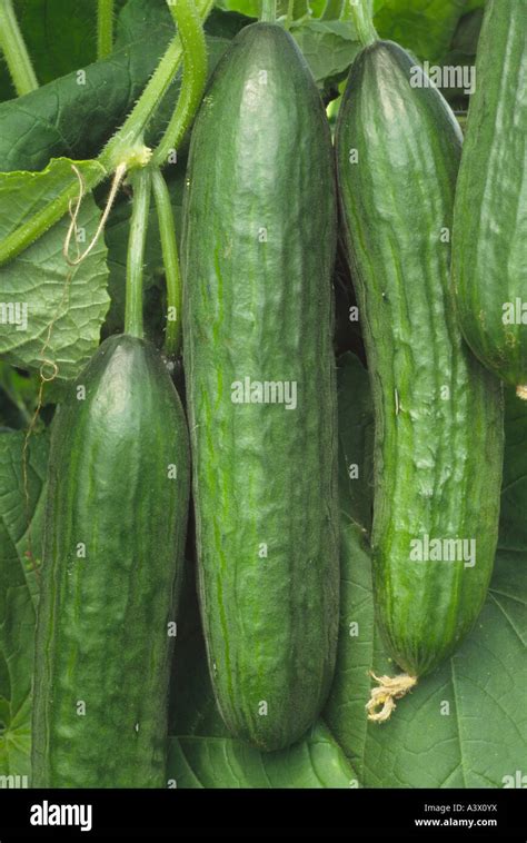 Cucumis Sativus Zeina Agm Cucumber F1 Hybrid All Female Mini