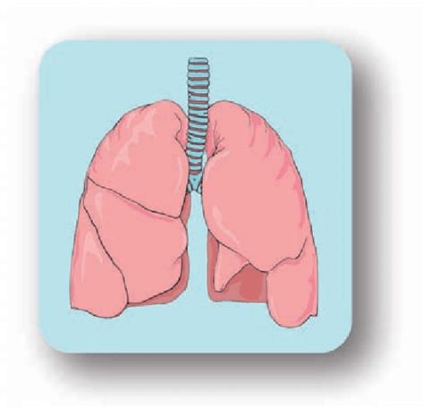 0: Simple colour drawing of lungs and trachea. Developed with Adobe ...