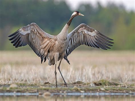 Серый журавль - птица Красной книги, фото и описание серого журавля