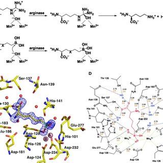 Structure and function of arginase and the interaction with BEC. (A ...