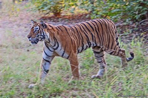 Bengal Tiger In Ranthambore National Park Rajesthan India By Brian17302 Ephotozine