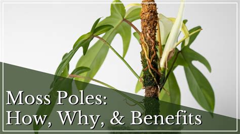 Growing Plants On Moss Poles Why And How To Use Moss Poles Benefits Of Using Moss Poles