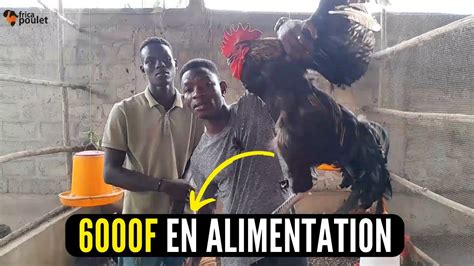 Secrets Des Poulets Reproducteurs Ce Que Tu Dois Connaitre Levage