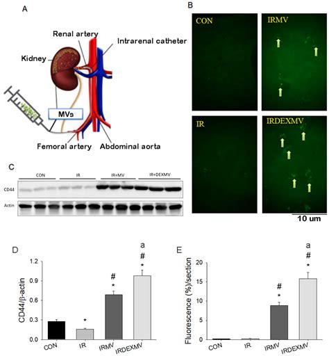 Antioxidants | Free Full-Text | Intrarenal Arterial Transplantation of
