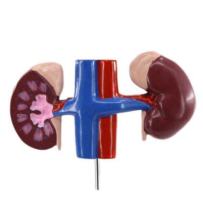 Laboratory Female Urinary System Teaching Model Of Pvc Chine Medical