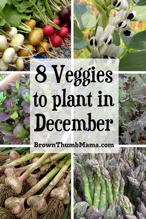 Vegetables To Plant In December Zone Fall Garden Vegetables