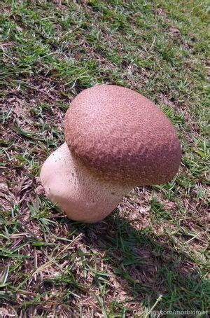 Morbidmist Leaked Nude Photos And Videos