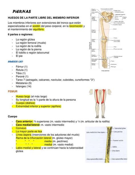 Piernas Sistema Óseo Muscular y Articular Guty Torres uDocz