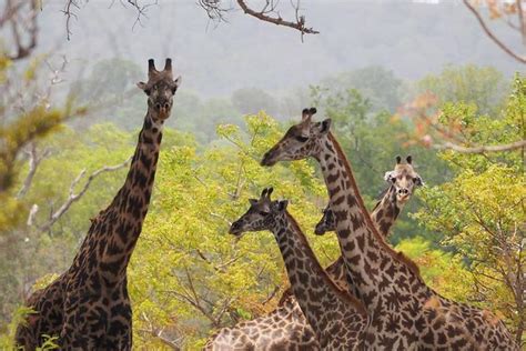 7 Tage Lewa Conservancy Maasai Mara Luxus Safari zur Verfügung