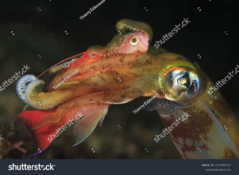 Southern Calamari Squid Under Water Catch Stock Photo