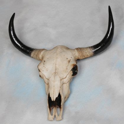 Large Bison Skull wall decor wall hanging head antlers art ornament