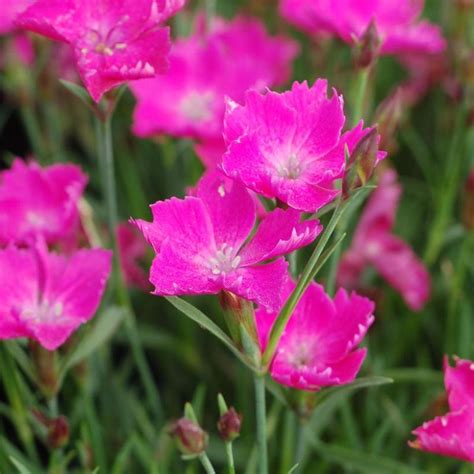 Kahori® Dianthus Plant Addicts