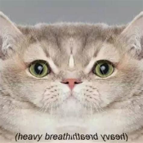 Breathing Intensifies Cat Meme