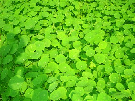 Free Images Grass Lawn Leaf Flower Environment Green Herb Natural Clover Flowering