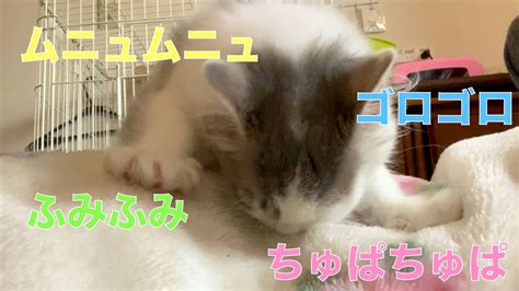 子猫のふみふみゴロゴロちゅぱちゅぱが止まらない。朝から甘える子猫。 Youtube