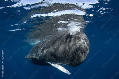 Sperm Whale Is Relaxing Near The Surface Snorkeling With The Whales