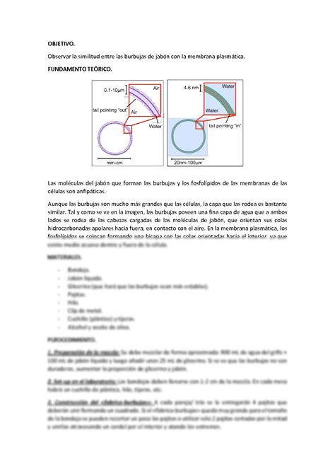 Solution Pr Ctica Membrana Celular Studypool