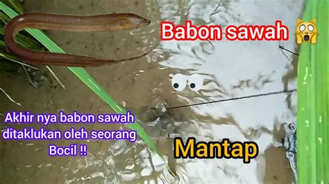 Mantap Mancing Belut Babon Di Sawah Bocil Ngurek Youtube