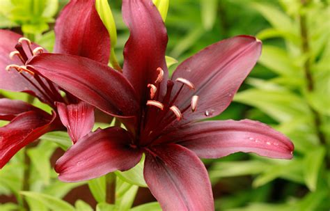 Types Of Lilies Beautiful Cold Hardy Choices For The 47 Off