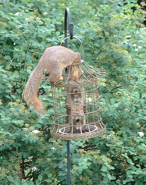 Squirrel Proof Bird Feeders Spinning - Bird FeedersBird Feeders