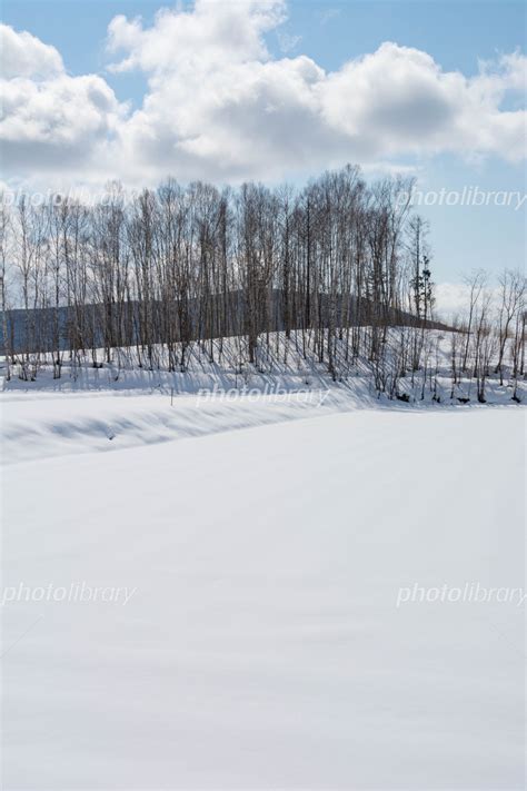 冬の晴れた日の雪原とシラカバ林 写真素材 6624395 フォトライブラリー Photolibrary