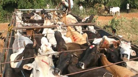 Cattle Smuggling Case 53 गायों के साथ चार गिरफ्तार बंगाल में मवेशी