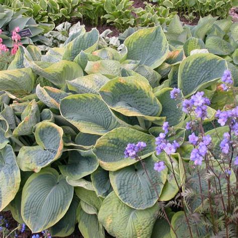 Frances Williams Hosta Sooner Plant Farm