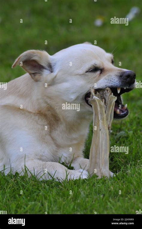 dog eating bone Stock Photo - Alamy