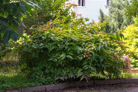 Honeysuckle Bush Pruning